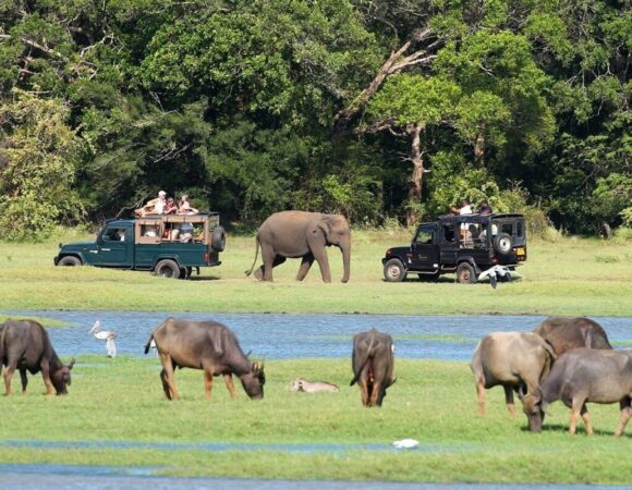 Minneriya Safari Day Tour from Kandy