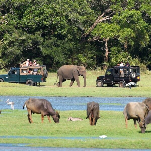 Minneriya Safari Day Tour from Kandy