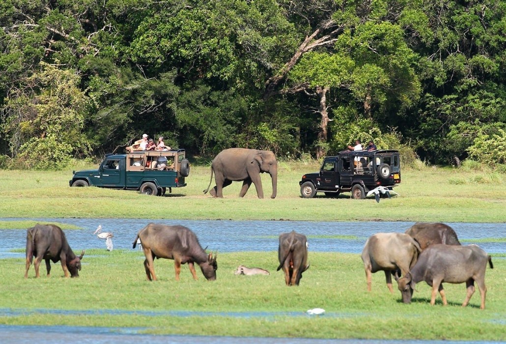 Minneriya Safari Day Tour from Kandy